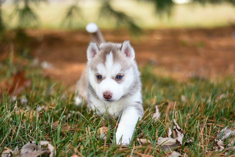 Puppy Photo