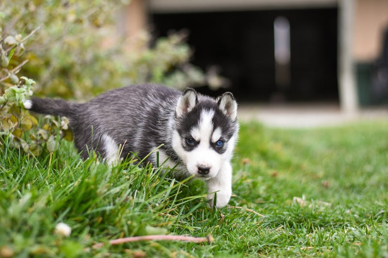 Puppy Photo